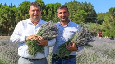 Lavanta Hasat Şenliği için geri sayım başladı
